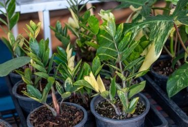 Заміокулькас стане пишним і зеленим: ось як його потрібно поливати, щоб не загнив