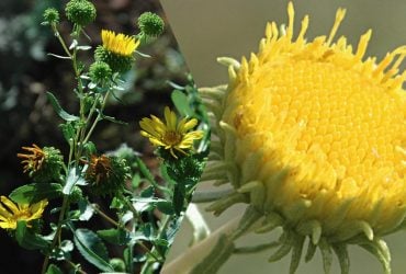 Україну захоплює небезпечна рослина: що про неї відомо