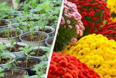 Як з одного куща кулястих хризантем виростити цілу клумбу: перевірений спосіб