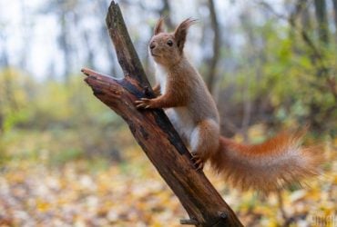 8 листопада в Україні буде з теплом і сонцем, дощі лише в одній області