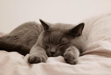 Чому коти люблять місити лапами: ветеринари здивували відповіддю