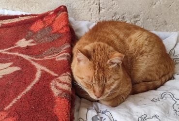 Чому кішки підгинають лапки і стають схожими на буханку