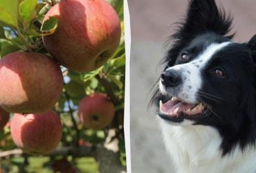 Чи можна пригощати собак яблуками: вся правда про найпопулярніший фрукт в Україні