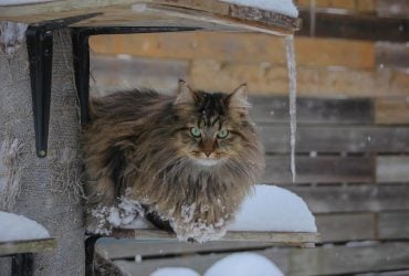 В Україну мчить справжня зима з морозами до -13° та снігом