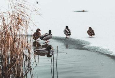 Синоптик сообщила, вернутся ли морозы в Украину в ближайшие дни