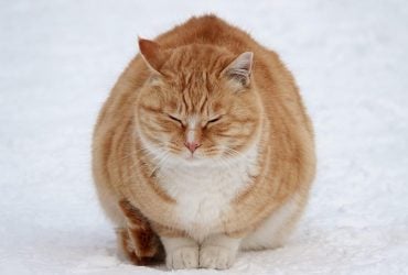 Конец декабря принесет "минусы": синоптик назвала дату похолодания в Украине