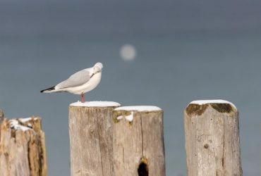 Синоптик розповів, чи наближається в Україну метеорологічна зима