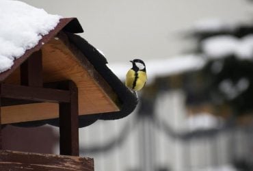 Синоптикиня Діденко розказала про сніг та похолодання 23 грудня