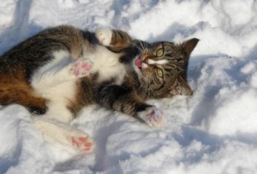 В субботу в Украине будет тепло: синоптик порадовала украинцев прогнозом на 3 января