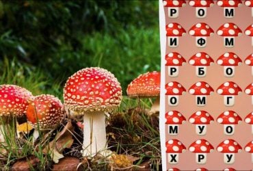 Треба знайти слово мухомор за 8 секунд: простий тест для перевірки рівня IQ