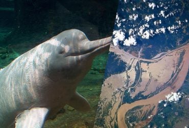 Вчені знайшли причину масової загибелі дельфінів у Амазонії у 2023 році