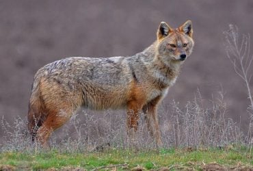 На узбережжі Одещини помітили хижого санітара: що відомо про цю тварину (відео)