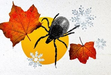 Чи зникають кліщі взимку: лікар розповів, де вони ховаються і чи можуть вкусити