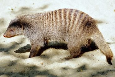 Живе у зграях і б'ється за території: що відомо про смугастого пліткаря з Африки