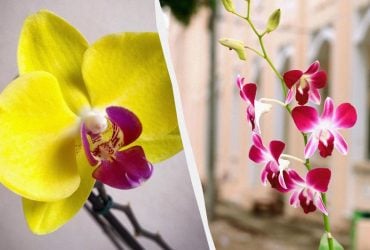 Как ухаживать за орхидеей зимой, чтобы не сгнила и зацвела снова: советы экспертов