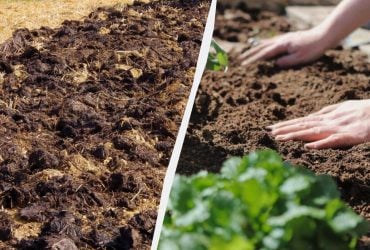 Що потрібно закопати в город перед зимою: лайфхак, який знають тільки досвідчені городники