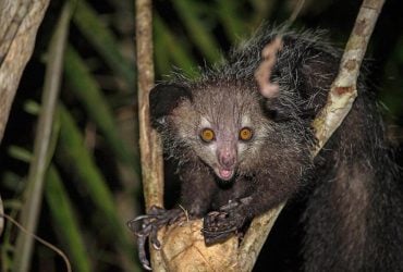 Считается предвестником смерти: что известно о самом странном примате в мире (фото)