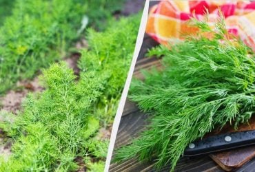 Кріп зійде густим килимом: як і коли посадити його під зиму