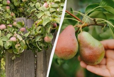 Чтобы яблони с грушами не болели и щедро плодоносили: чем подкормить сад под зиму