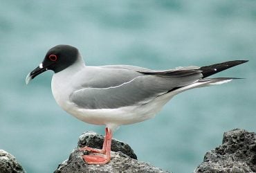 Нічний мисливець на кальмарів: що відомо про унікального птаха з Галапагоських островів