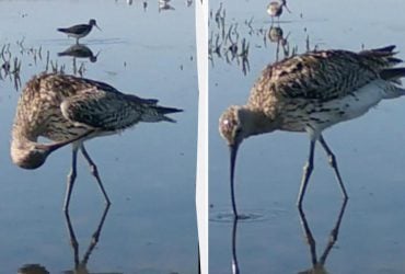 Довгий дзьоб та крила з розмахом у метр: на Одещині помітили незвичайного птаха