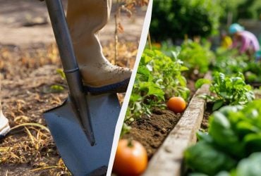 Досвідчені дачники і городники кладуть картон на дно грядки: ось навіщо це потрібно