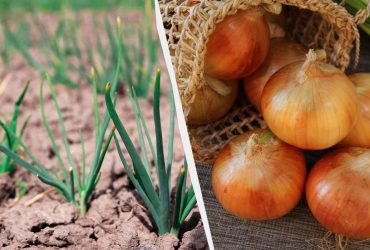 7 найсмачніших і найурожайніших сортів озимої цибулі: збирати будете мішками