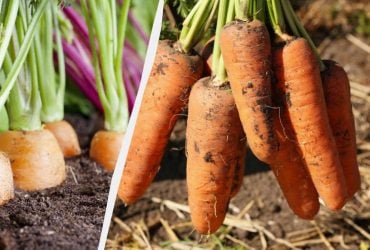 Морковь будет крупной даже без удобрений: нужно выполнить всего 3 условия