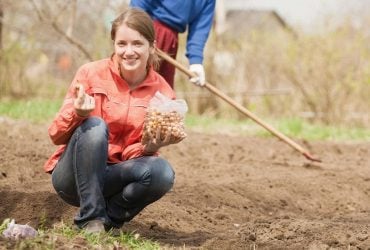 Что нельзя сажать после лука: 90% дачников совершают одну и ту же ошибку