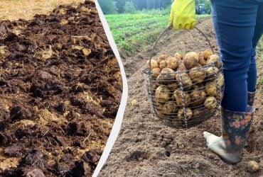 Что закопать в землю осенью под картошку: летом соберете тройной урожай