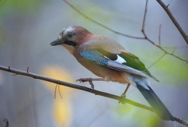 13 листопада в Києві буде холодним, попереду - невелике потепління