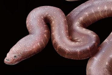 В Британії знайшли рештки парадоксальної змії