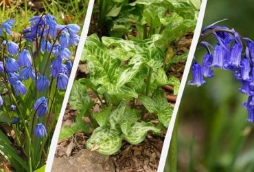 Небезпечні цибулини: 5 рослин, які не варто садити в саду