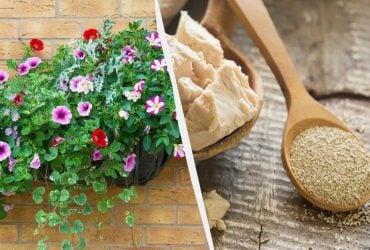 На зиму в петунії вношу склянку добрива: це підживлення є на кожній кухні