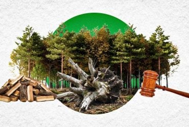 Чи можна брати повалені дерева в лісі: юристка пояснила, за що може бути штраф