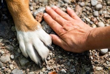 Собаки розуміють, коли людина перебуває в стресі: експерти розповіли, як вони реагують