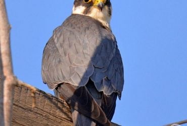 Хижак займає чужі апартаменти: біля Чорнобиля зафіксували цікавого птаха