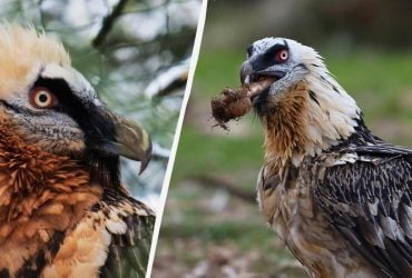 Носить бороду і ковтає кістки цілими: унікальний птах живе в справжньому гнізді-музеї