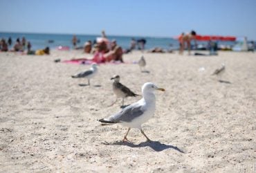 Що найкраще допомагає відлякати настирливих чайок: вчені розкрили дієвий метод