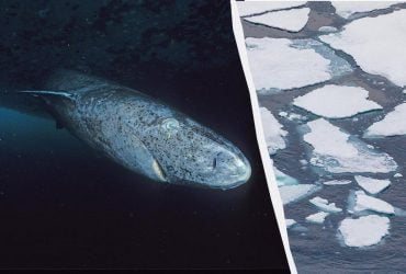 Ученые обнаружили старейшее животное на Земле, которое могло видеть римских императоров