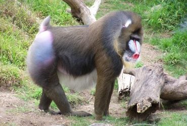 Живет в огромных стаях и имеет острые зубы: эта обезьяна является самой большой в мире