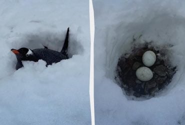 Украинские полярники показали, как пингвины высиживают яйца в сугробах Антарктиды (видео)