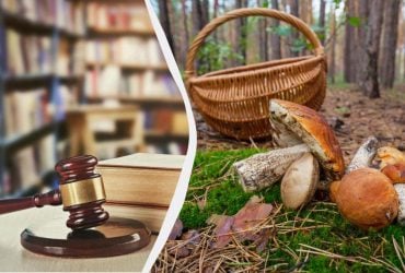 Зрізали гриб - отримали штраф: за що в 2025 році каратимуть грибників