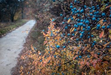 20 листопада в Україні переважатиме холод, - синоптикиня Діденко