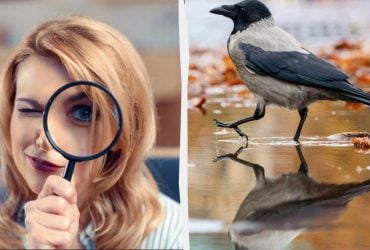 Надо найти 3 отличия за 12 секунд: удивительно простой тест для проверки IQ