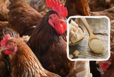 Чому на зиму курям потрібно дати дріжджі: фермери в захваті від цієї добавки