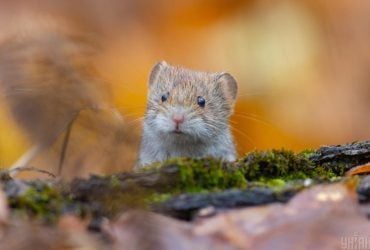 20 ноября погода в Украине улучшится