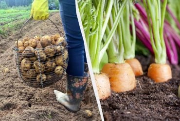После картошки на следующий год нельзя сажать эти 7 растений: урожая даже не ждите