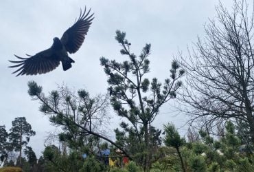 Завтра в Києві буде останній теплий день перед похолоданням