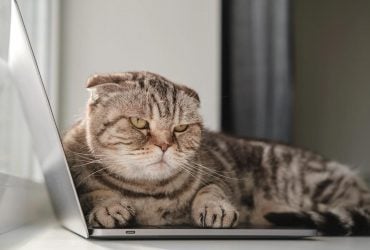 Чим відлякати кота, щоб не мітив територію: 6 їхніх нелюбимих запахів